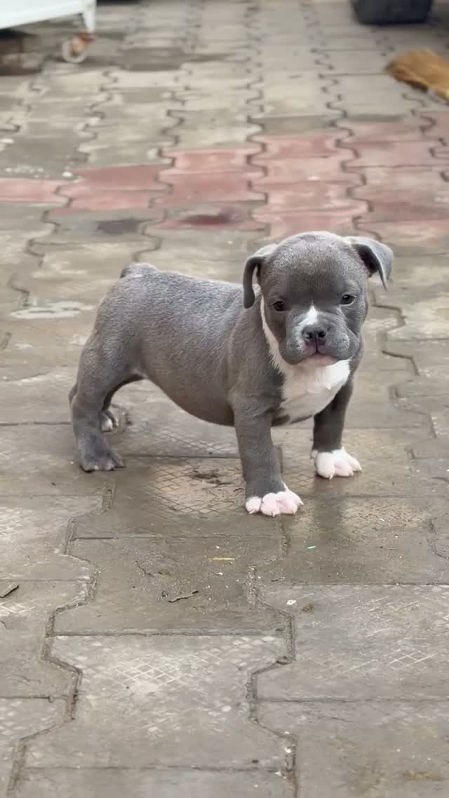 American Bully XL Size Puppy, farm video