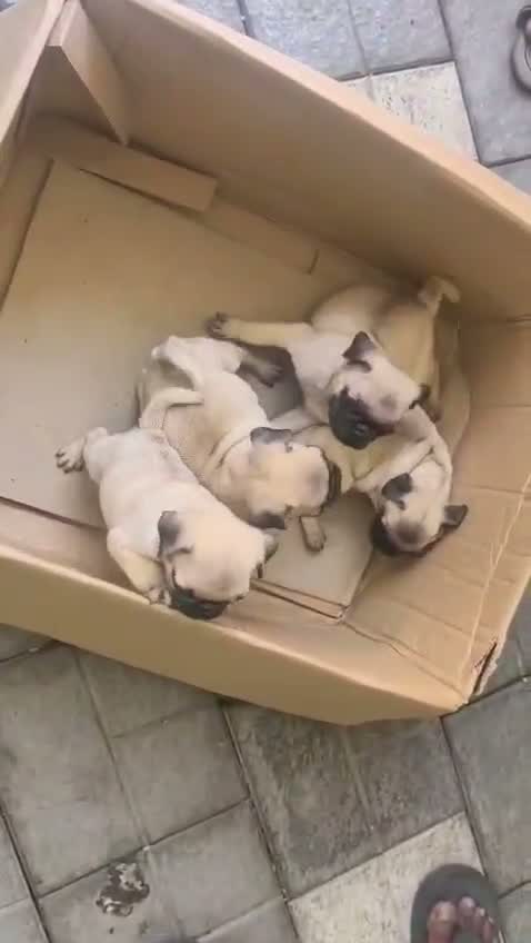 Pug Puppy, farm video