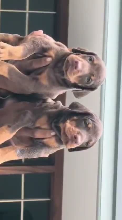 Doberman Pinscher Puppy, farm video