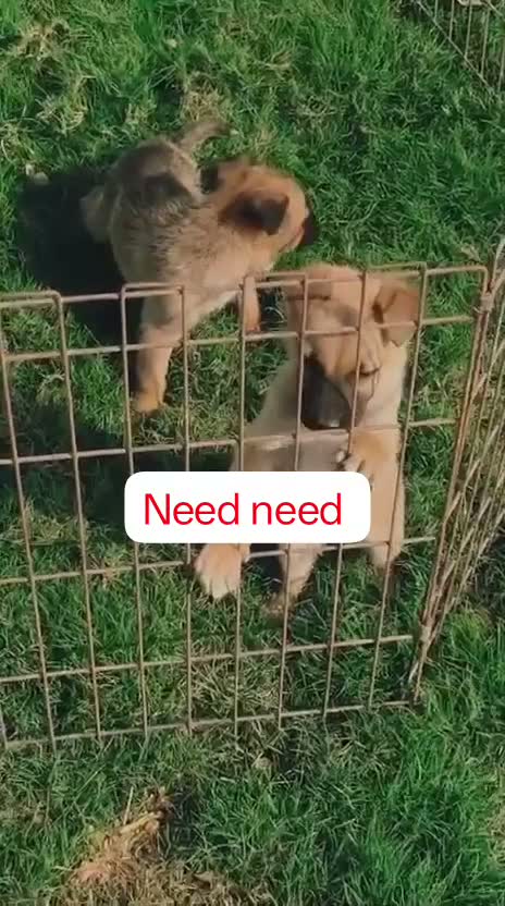 German Shepherd Puppy, farm video