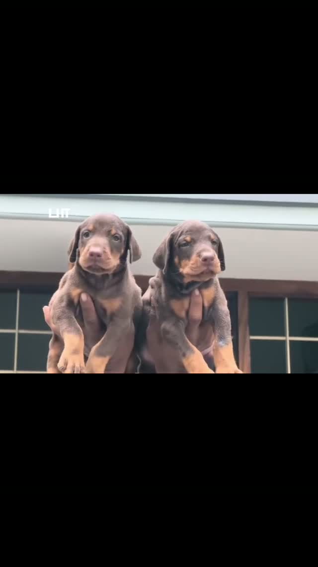 Doberman Pinscher Puppy, farm video