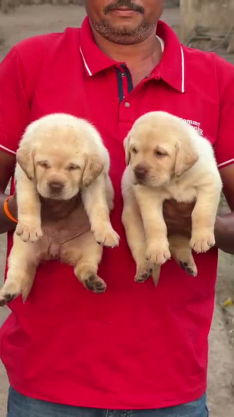 Dachshund Puppy | Brown & Tan, farm video