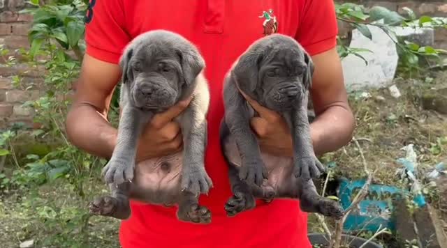 Dachshund Puppy | Brown, farm video
