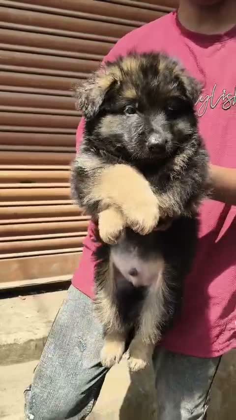 German Shepherd Puppy, farm video
