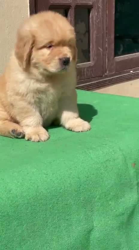 Golden Retriever, farm video