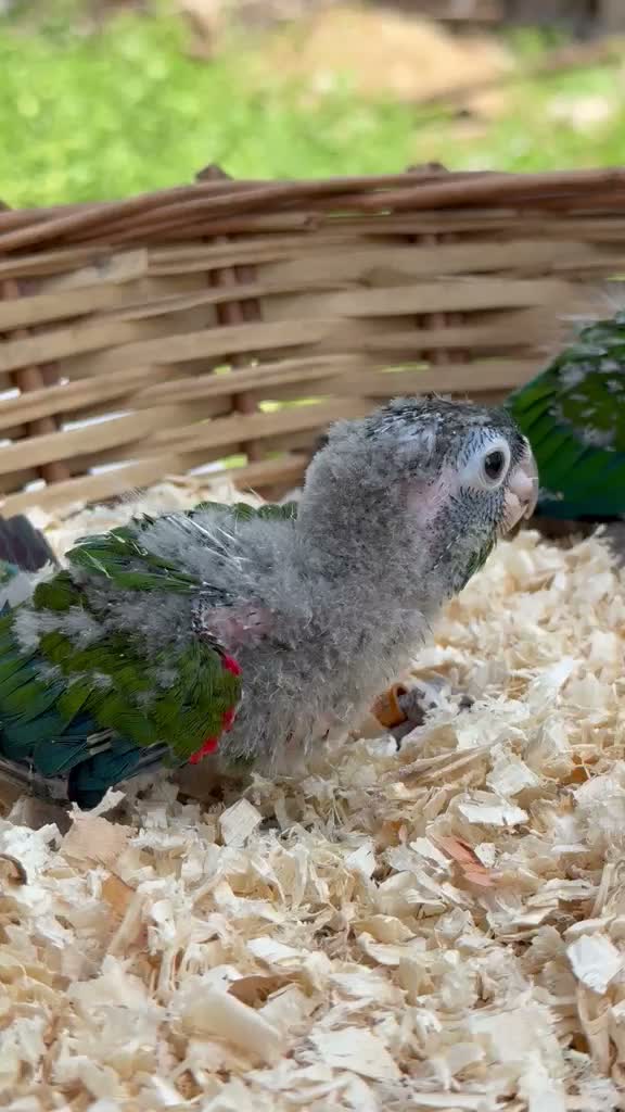 Small Cheek Conure, farm video