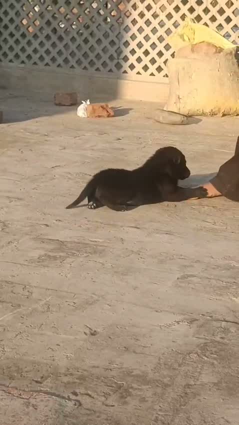 German Shepherd Puppy, farm video