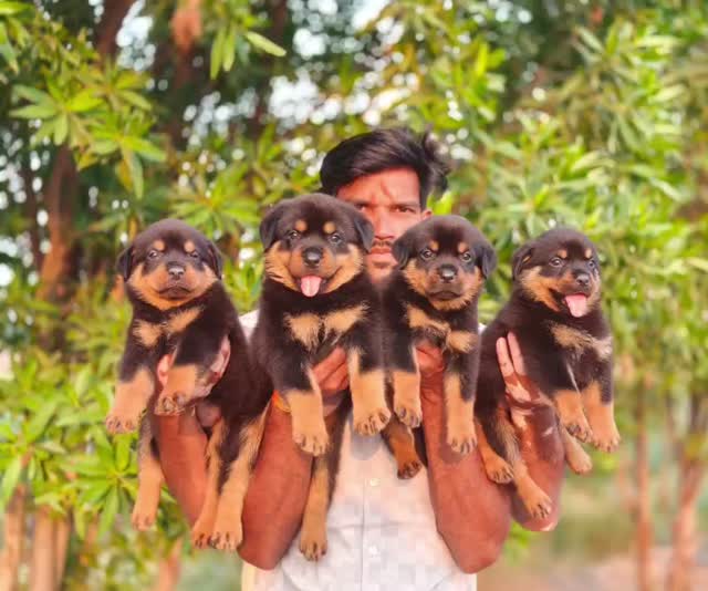 Rottweiler Puppy, farm video