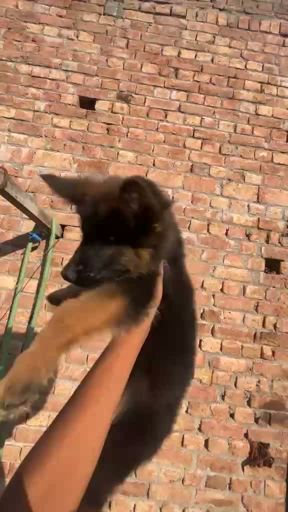 German Shepherd Puppy, farm video