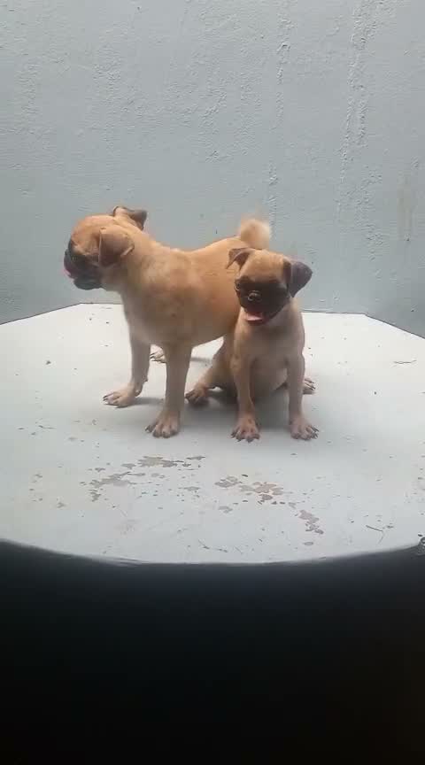 Pug Puppy, farm video