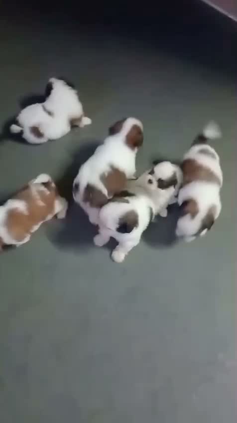 Shih Tzu | Black Color, farm video