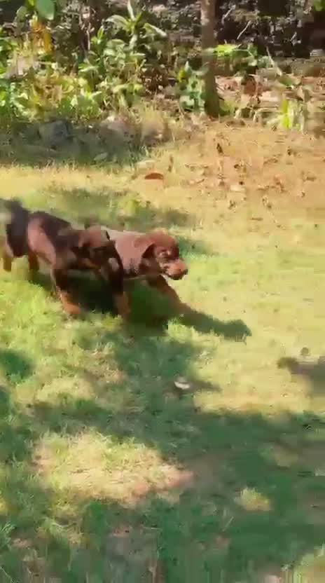 Doberman Pinscher Puppy | Brown & Tan, farm video