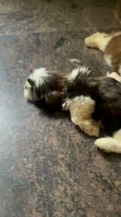 Dachshund Puppy | Brown & Tan, farm video