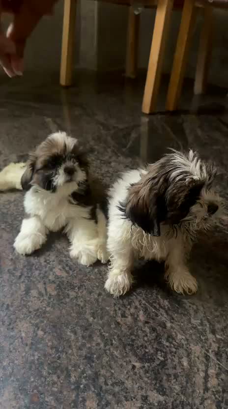 Shih Tzu | Black Color, farm video