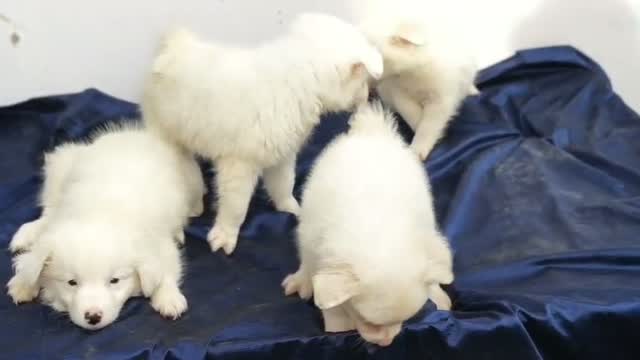 Dachshund Puppy | Brown, farm video