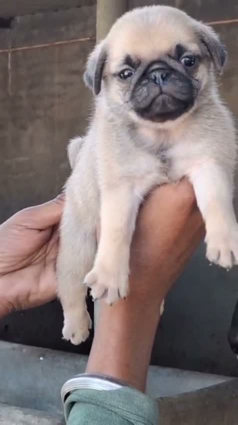 Pug Puppy, farm video