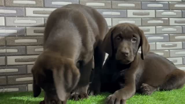 Beagle Black & Tan Puppy, farm video