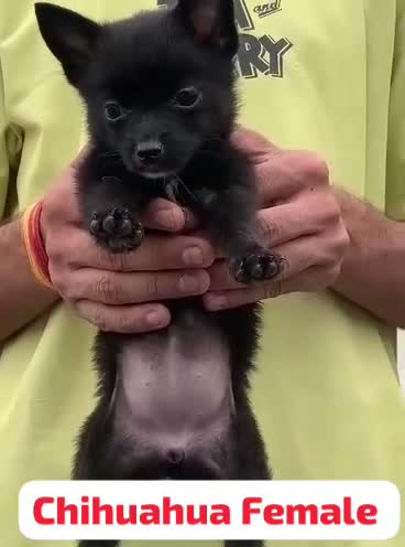 Dachshund Puppy | Brown, farm video
