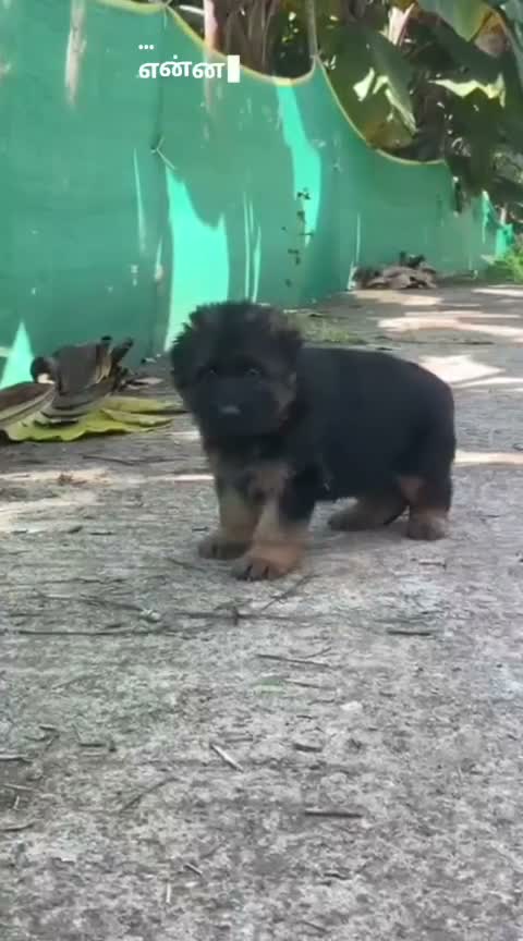 German Shepherd Puppy, farm video