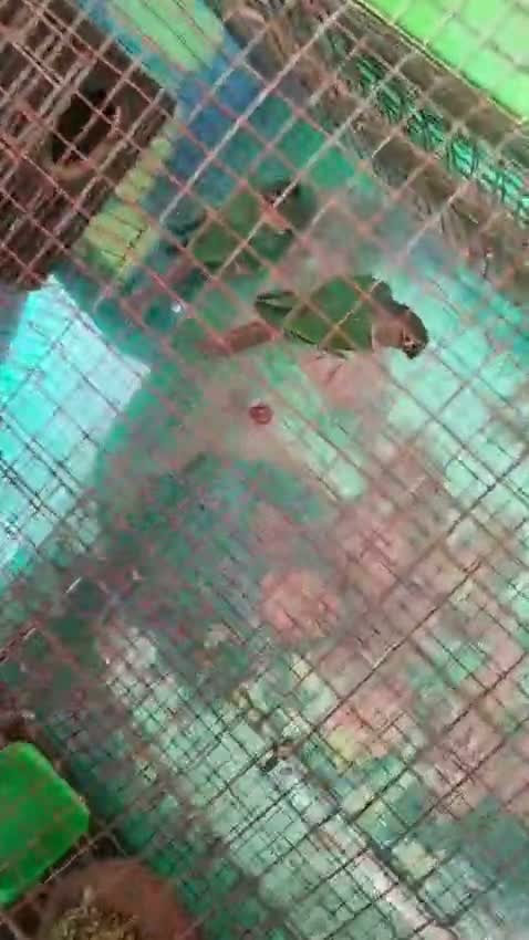 Green Cheek Conure, farm video