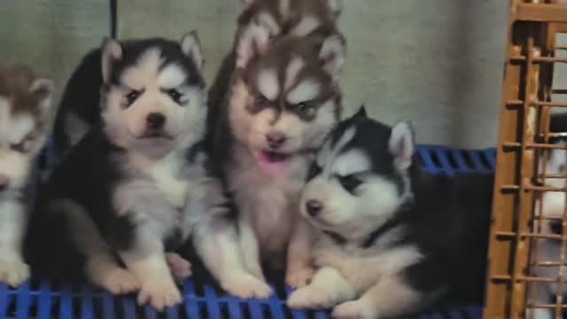 Siberian Husky Puppy | Black & White Color, farm video