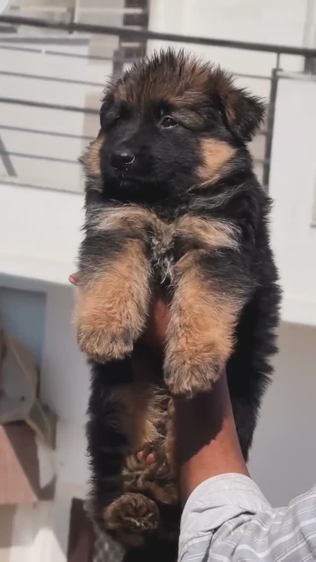 German Shepherd Puppy, farm video