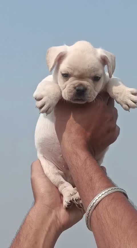 French Bulldog Puppy, farm video