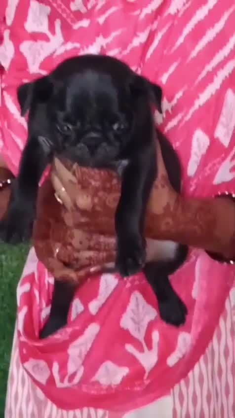 Pug Puppy, farm video