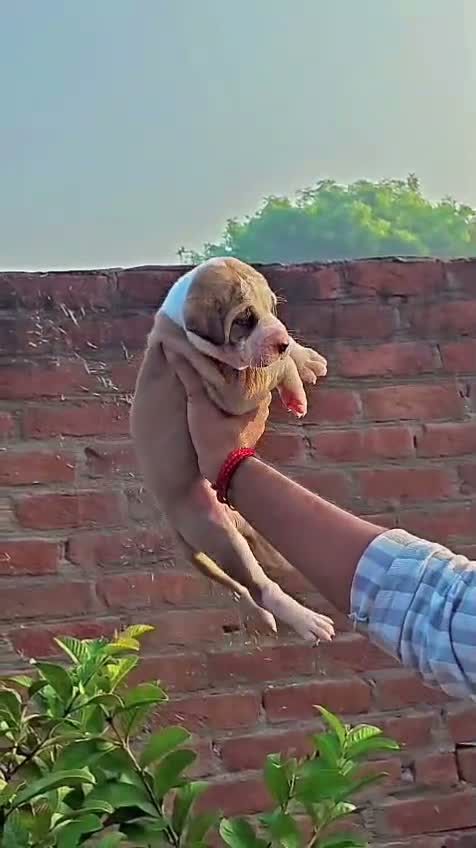 American Bully Pocket Size Puppy, farm video