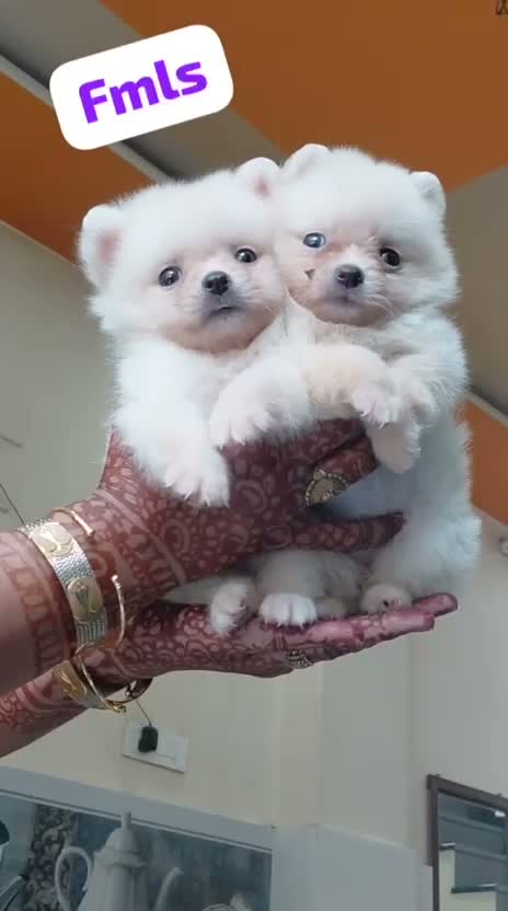 Culture Pom Puppy, farm video