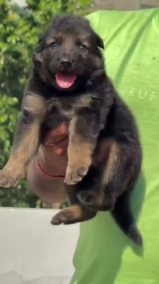 German Shepherd Puppy, farm video