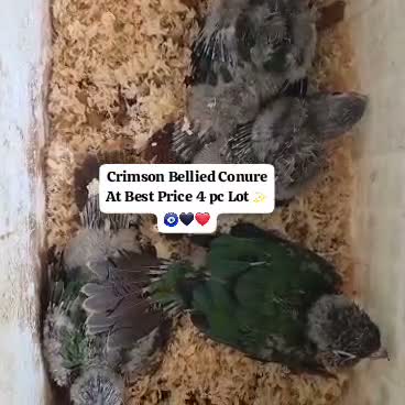 Small Cheek Conure, farm video