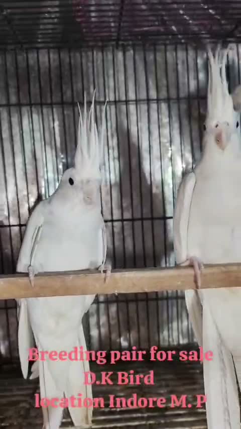 Cockatiel | Pied, farm video