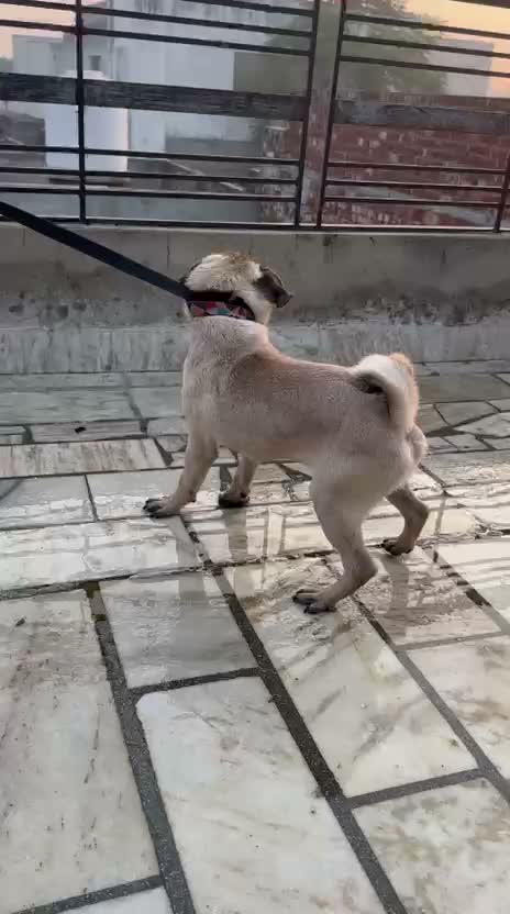 Pug Puppy, farm video