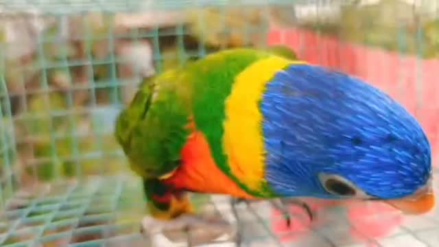 Chattering Lorikeet, farm video