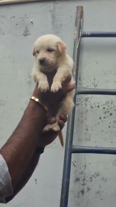 Golden Retriever, farm video