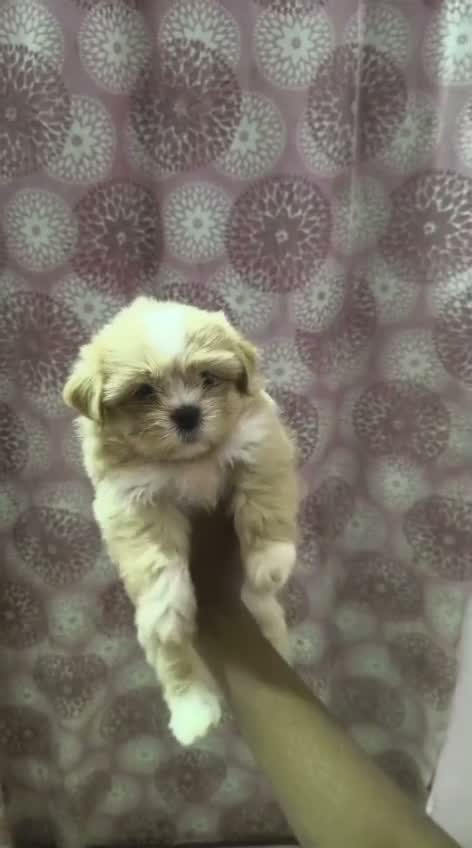 Shih Tzu | Black Color, farm video