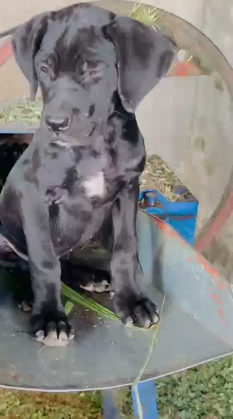 Cane Corso Puppy | Brindle, farm video