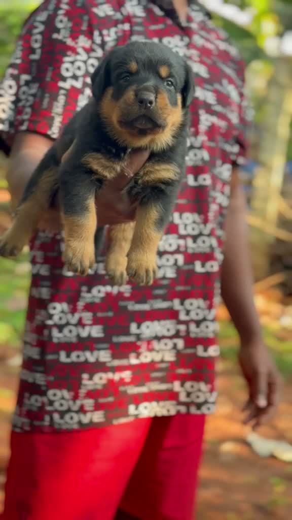 Rottweiler Puppy, farm video
