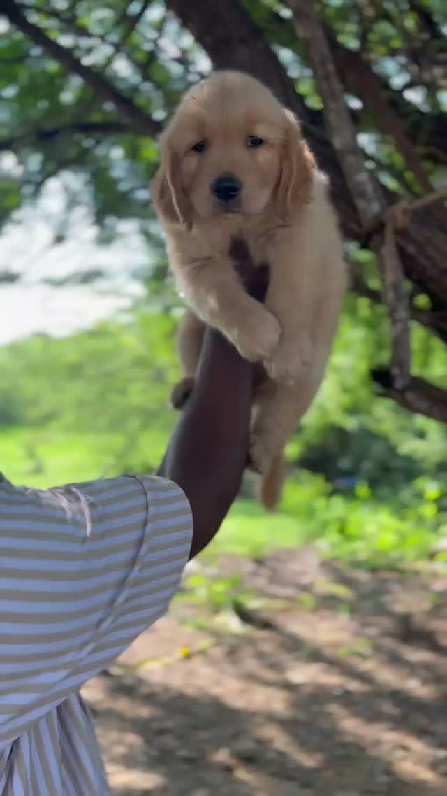 Golden Retriever, farm video
