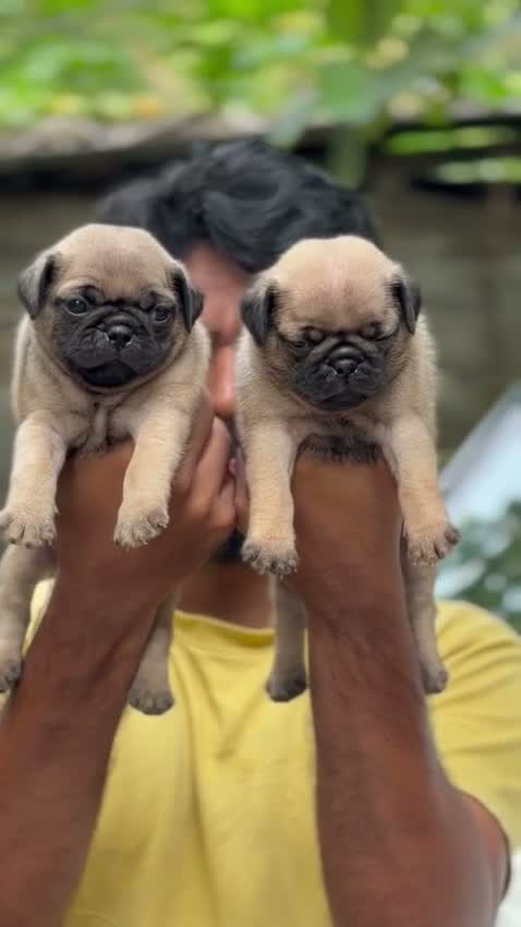 Pug Puppy, farm video