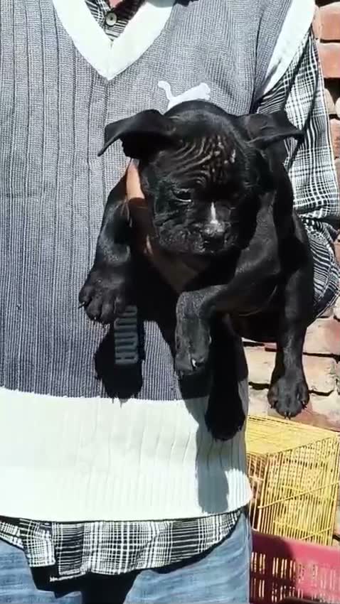 Dachshund Puppy | Brown & Tan, farm video