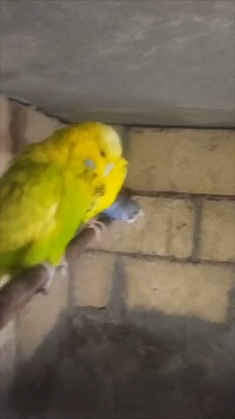 Exhibition Budgies, farm video