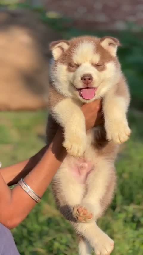 Siberian Husky Puppy | Black & White Color, farm video