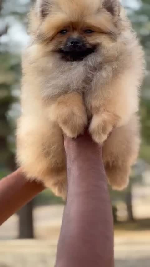 Toy Poodle Puppy, farm video