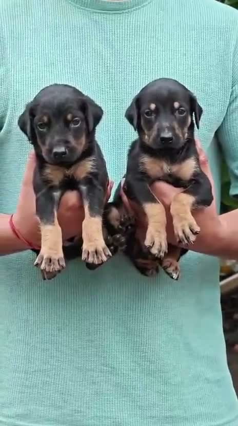 Dachshund Puppy | Brown & Tan, farm video