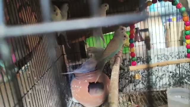 Budgies | Fallow, farm video