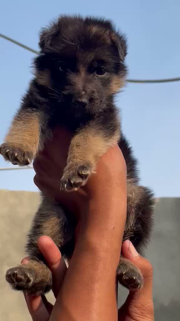 German Shepherd Puppy, farm video