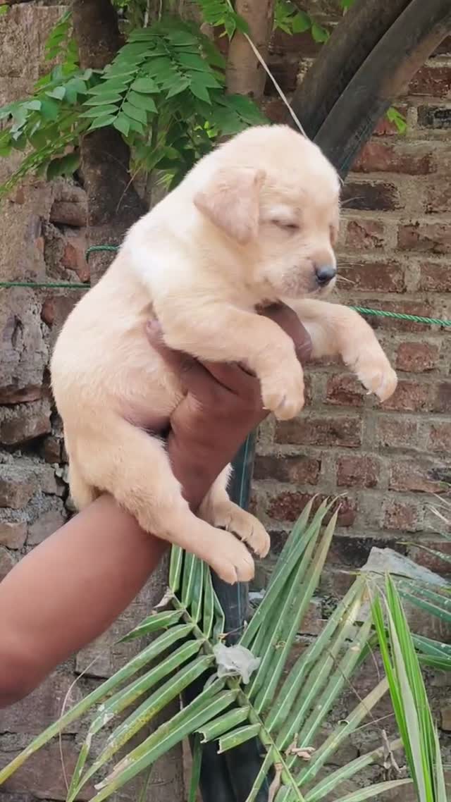 Dachshund Puppy | Brown & Tan, farm video