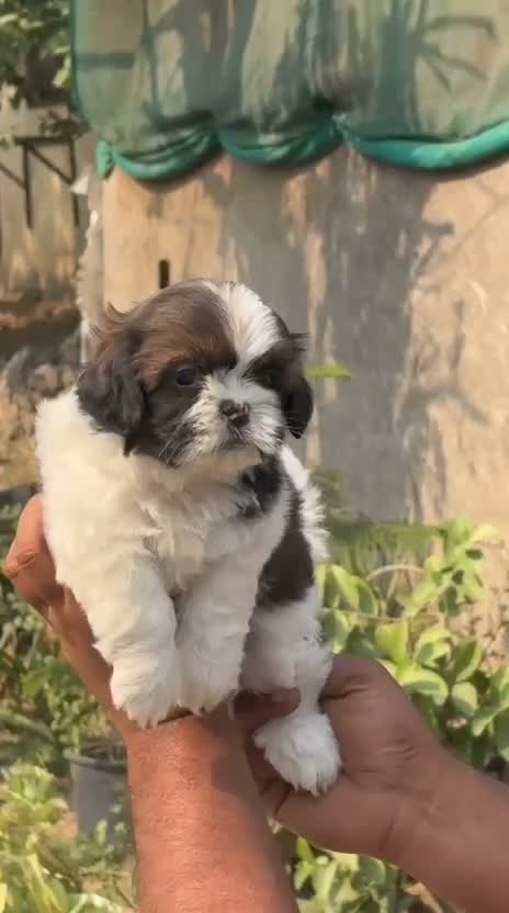 Dachshund Puppy | Brown & Tan, farm video